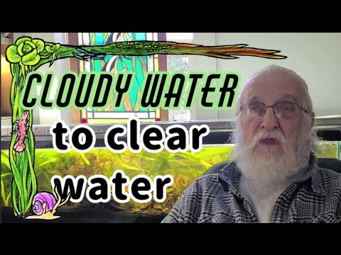 Unbelievable! Father Fish Transforms Cloudy Water to Crystal Clear Water (Father Fish video)