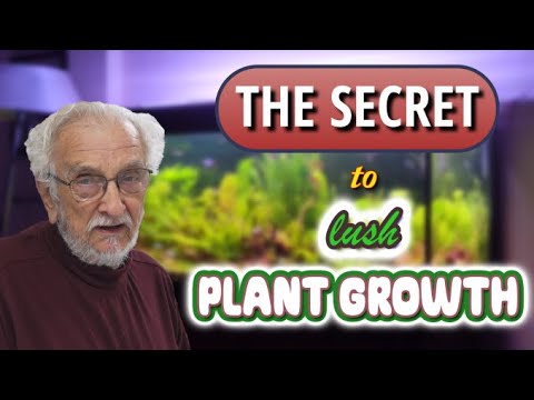 Discover The Magic Of Aqua Preta, The Ultimate Aquatic Soil (Father Fish video)
