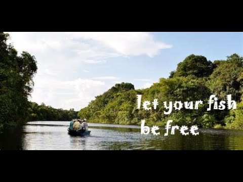 Free Your Fish From Plastic Jail (Father Fish video)