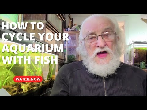 How To Cycle Your Aquarium With Fish (Father Fish video)