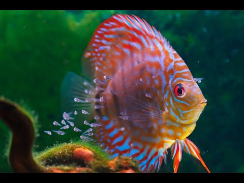 Breeding Tropical Fish For Beginners (Father Fish video)