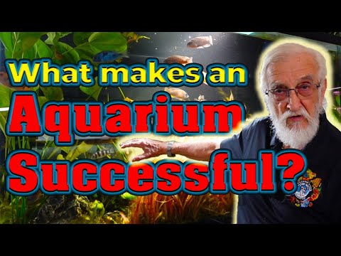 Father Fish Natural Aquariums | Dirt + Sand Setup and True Ecosystem Tanks (Father Fish video)