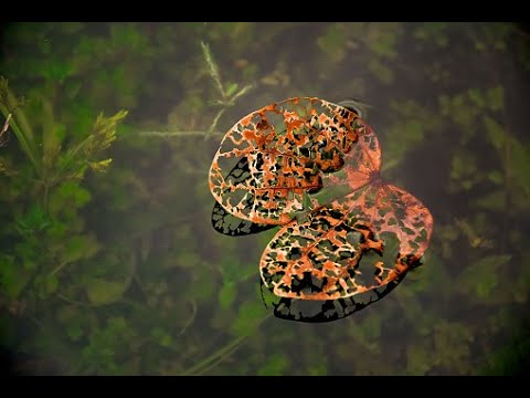 How To Build A Food Web And Control Tannins (Father Fish video)