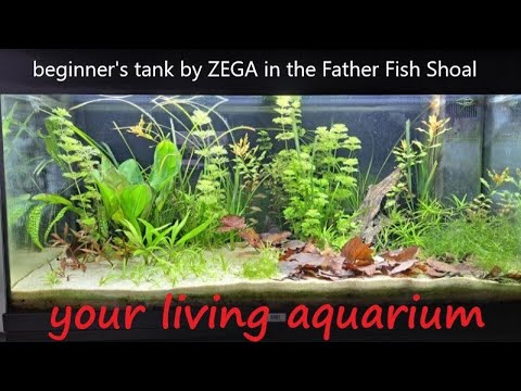 How to Start A Dirt Substrate Planted Aquarium (Father Fish video)