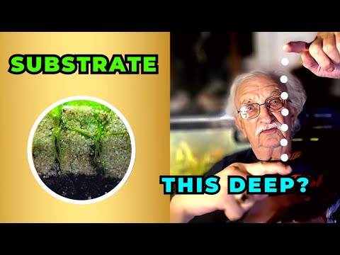The Truth About Natural Deep Substrate Dirted Aquariums (Father Fish video)