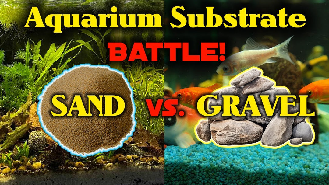 SAND or GRAVEL? Testing Freshwater Aquarium Substrates (Father Fish video)