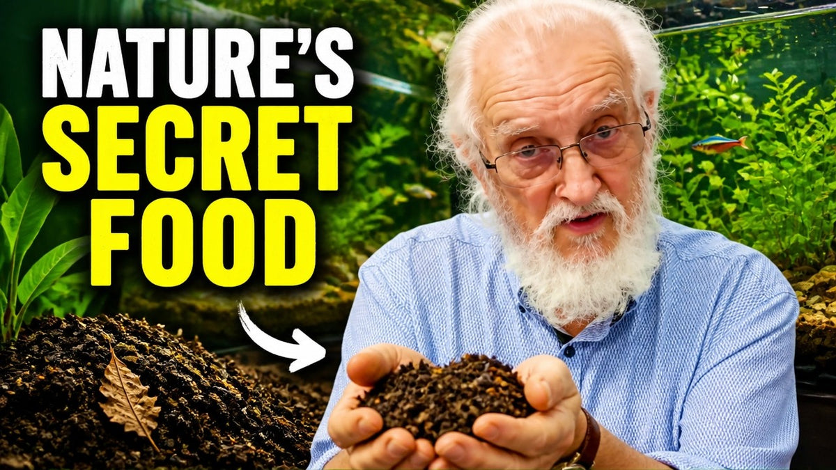 A Stable Aquarium Has a Strong Foundation (Father Fish video)