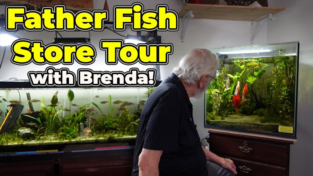 The Amazing Father Fish Store Tour (Father Fish video)