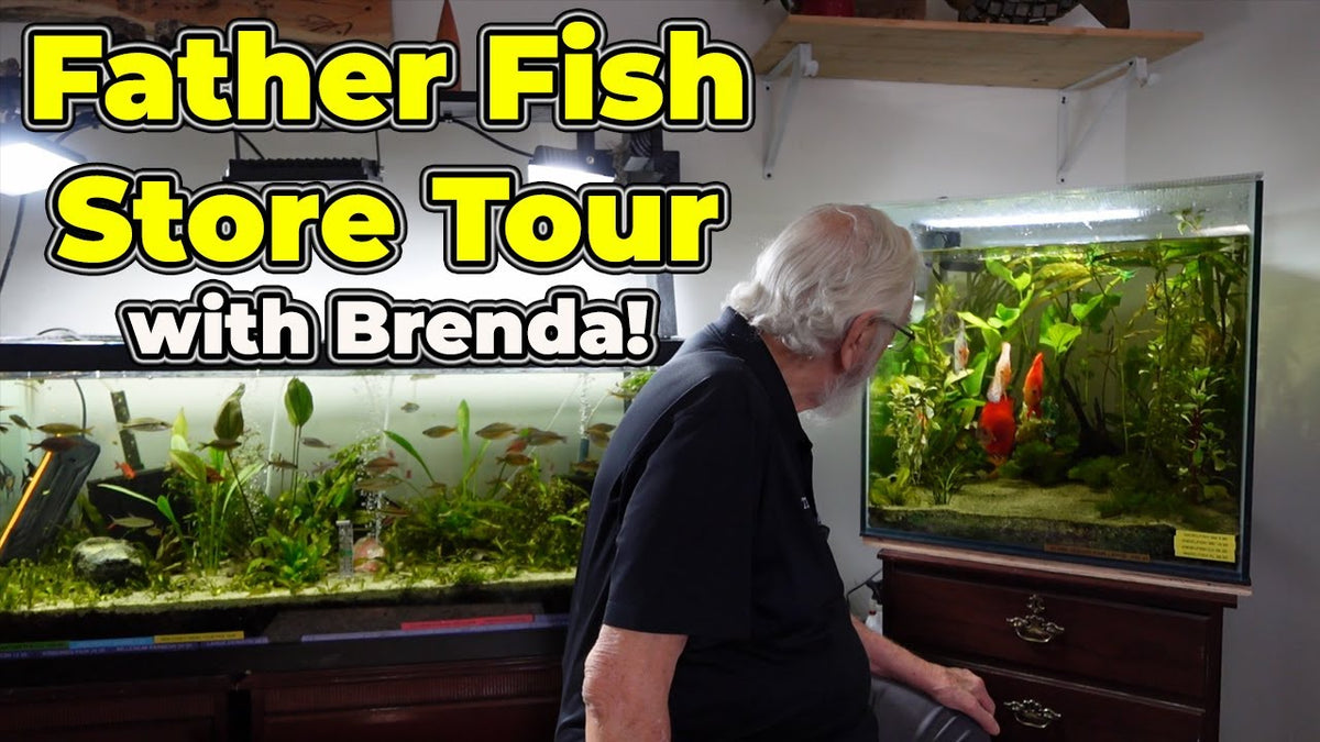 The Amazing Father Fish Store Tour (Father Fish video)