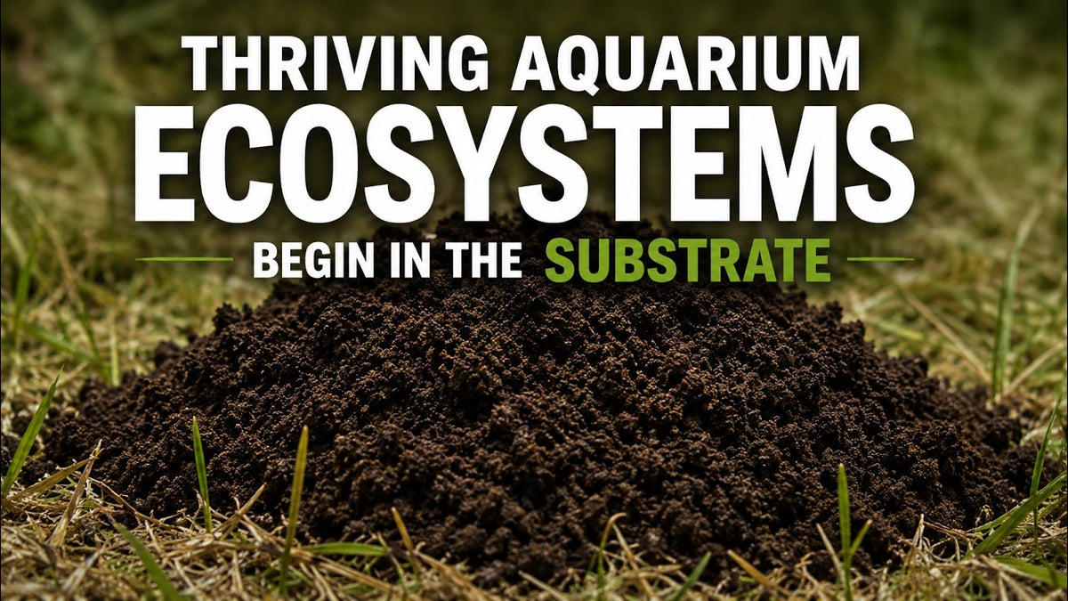 Thriving Aquarium Ecosystems Begin in the Substrate (Father Fish video)