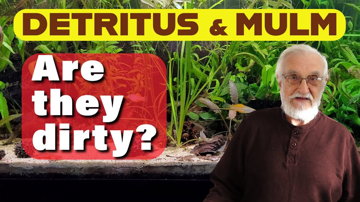 Is It DIRT or Is It GOLD? - The Secret of RICH Soil (Father Fish video)