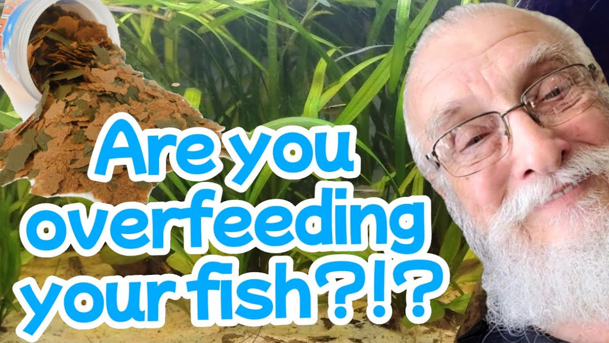 Food for Fish | 7 Rules for Feeding Your Fish (Father Fish video)