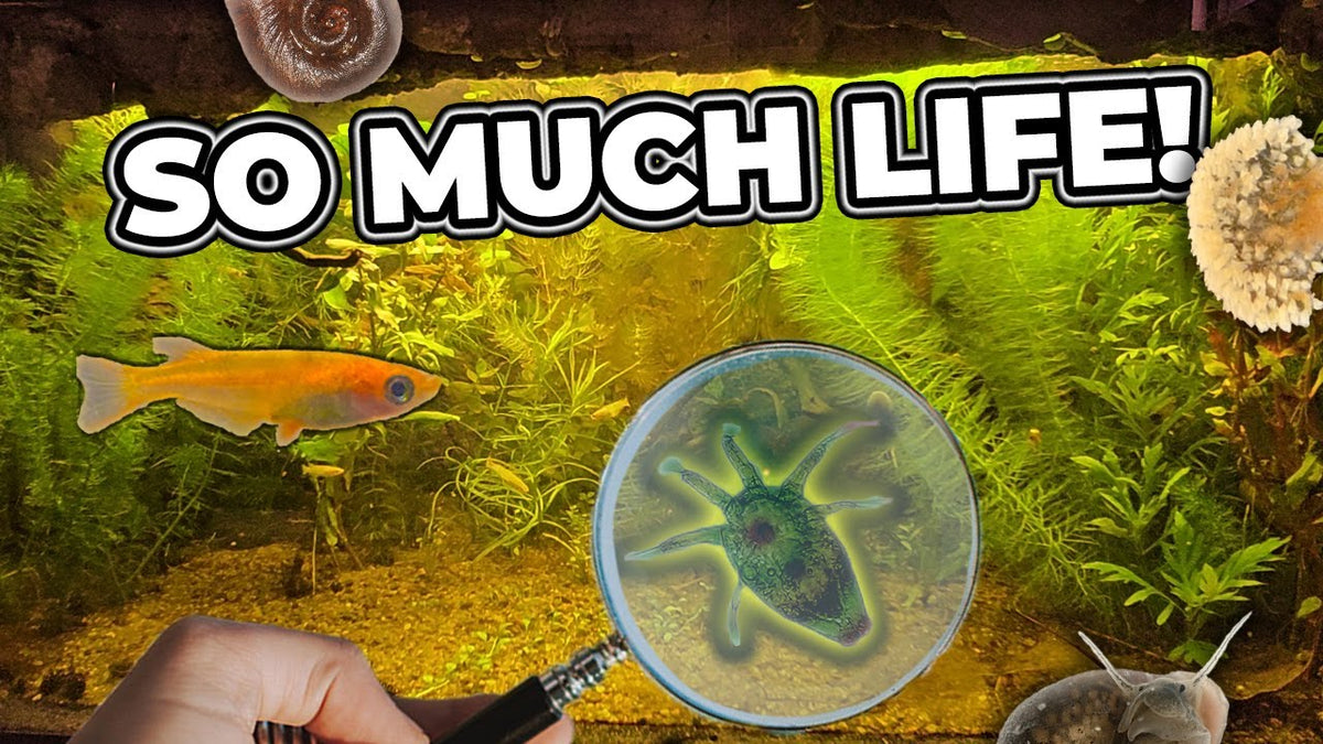 This CAVE AQUARIUM is the MOST BIODIVERSE One Yet! (Father Fish video)