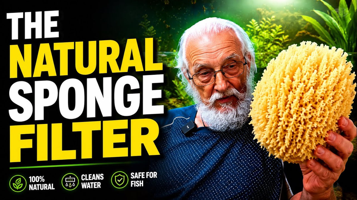 The Natural Sponge Filter (Father Fish video)