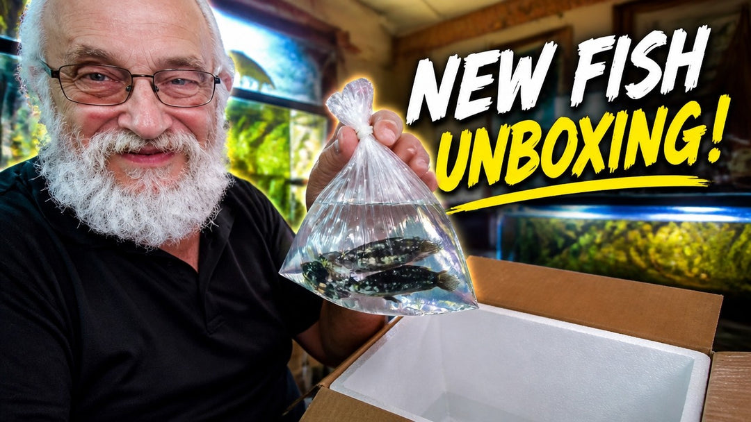 New L200 Vampires And Exotic Ferns (Father Fish video)
