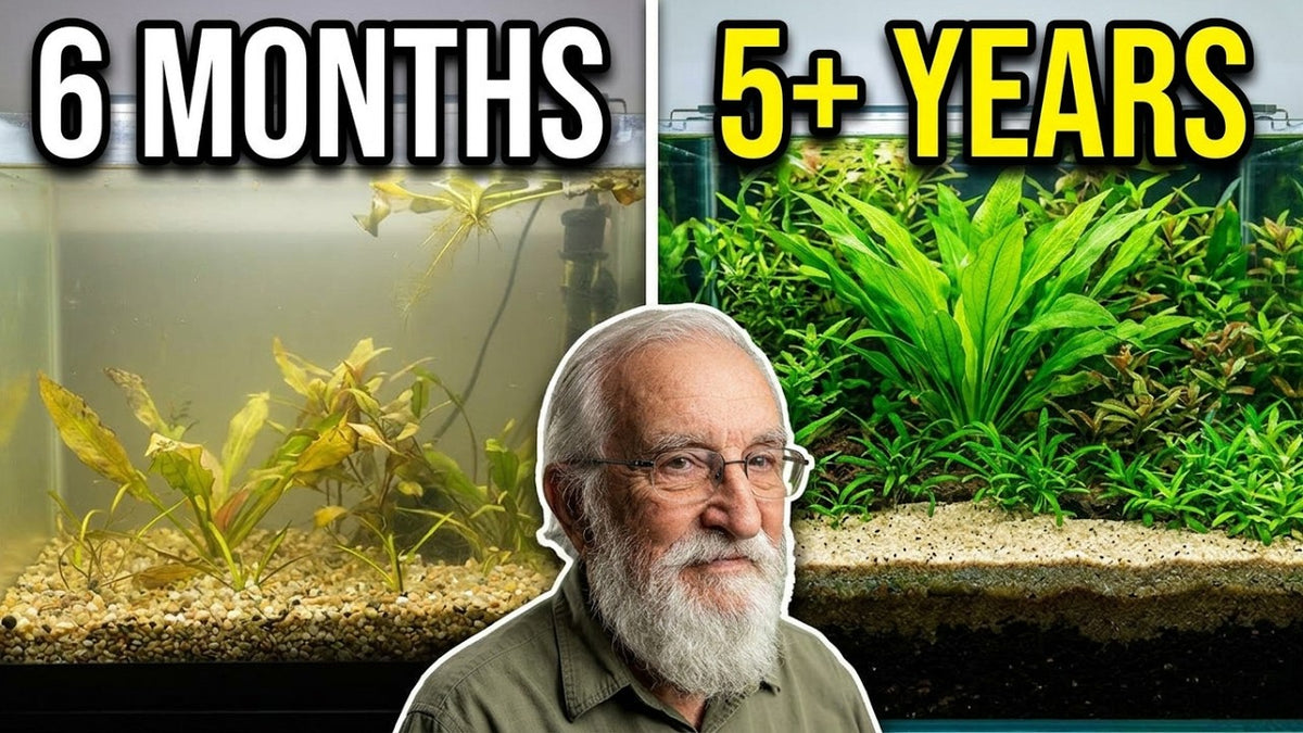 Why the Father Fish Method Works So Well (Father Fish video)