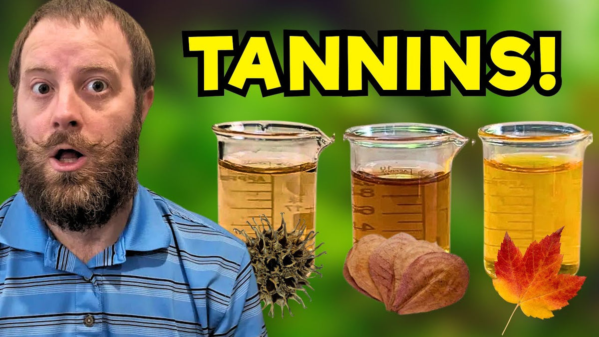 Why Do Fish Keepers Use Indian Almond Leaves? (Father Fish video)