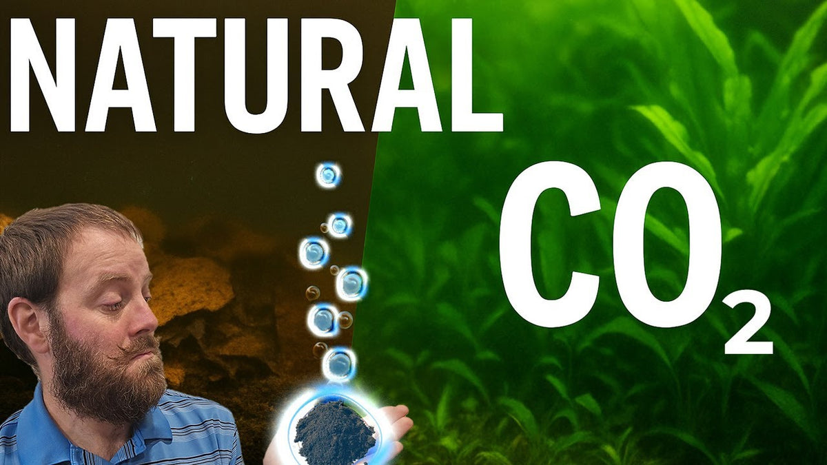 I Captured AQUARIUM CO2 for 16 Days and This Happened! (Father Fish video)