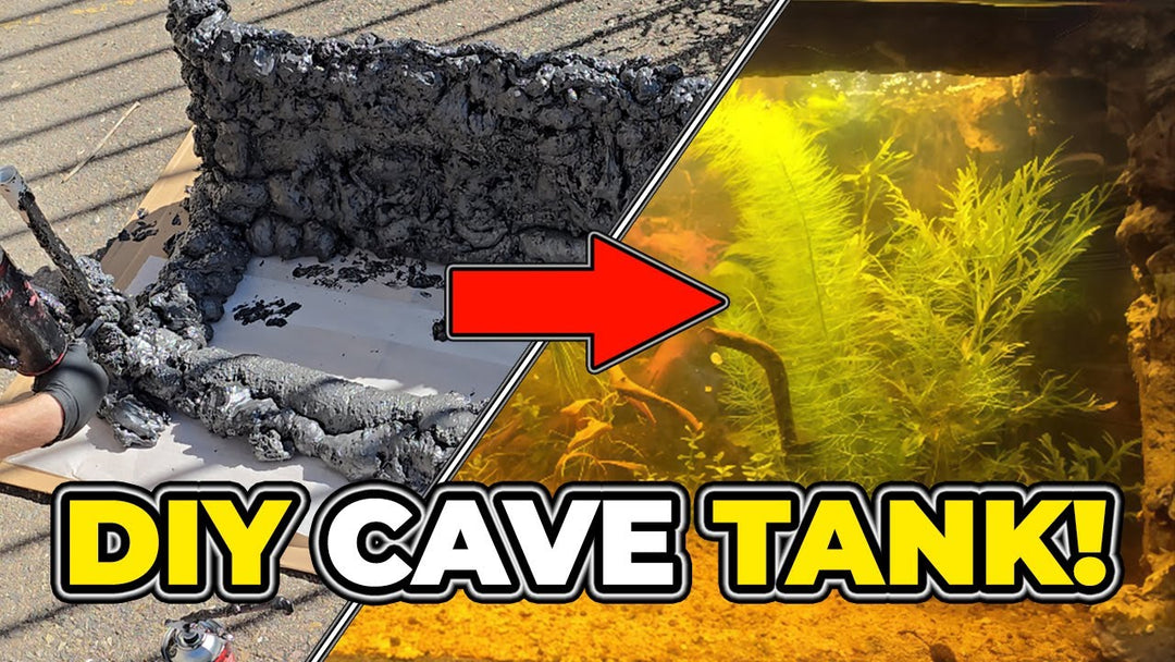 I Built a CAVE AQUARIUM Out of SPRAY FOAM (Father Fish video)