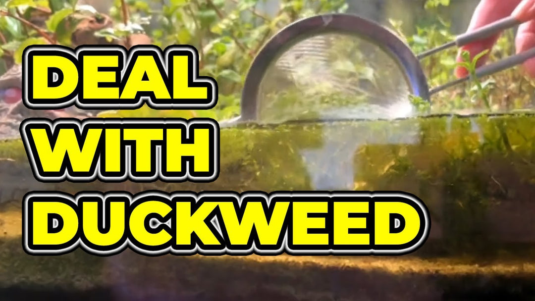 THIS Is What I Do With Duckweed, Algae, and Hydra (Father Fish video)