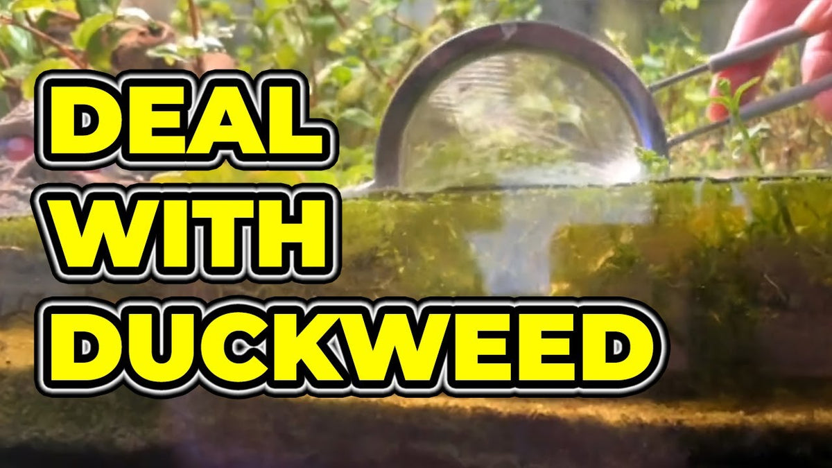 THIS Is What I Do With Duckweed, Algae, and Hydra (Father Fish video)