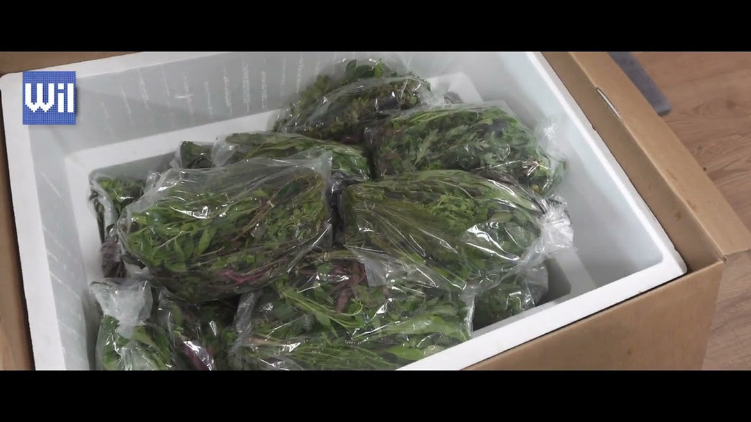 Father Fish Has the Freshest Stem Plants for Your Planted Aquarium (Father Fish video)