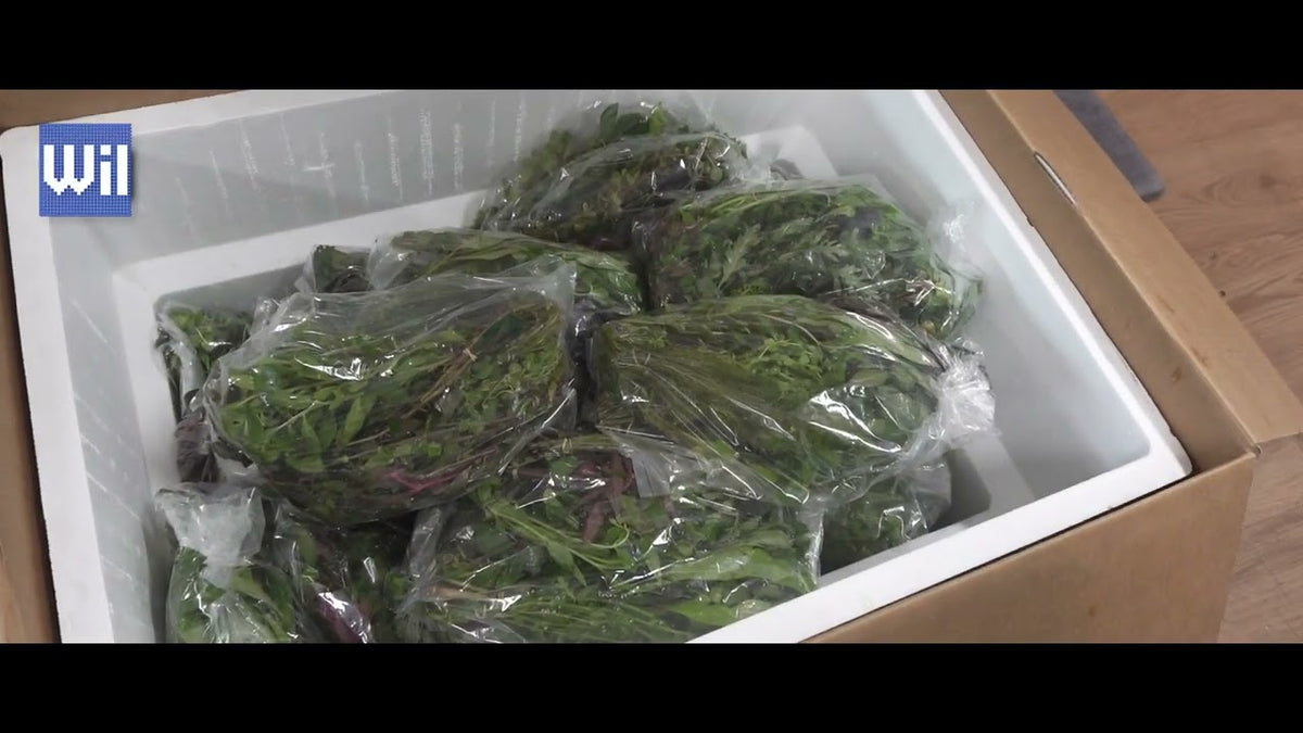 Father Fish Has the Freshest Stem Plants for Your Planted Aquarium (Father Fish video)