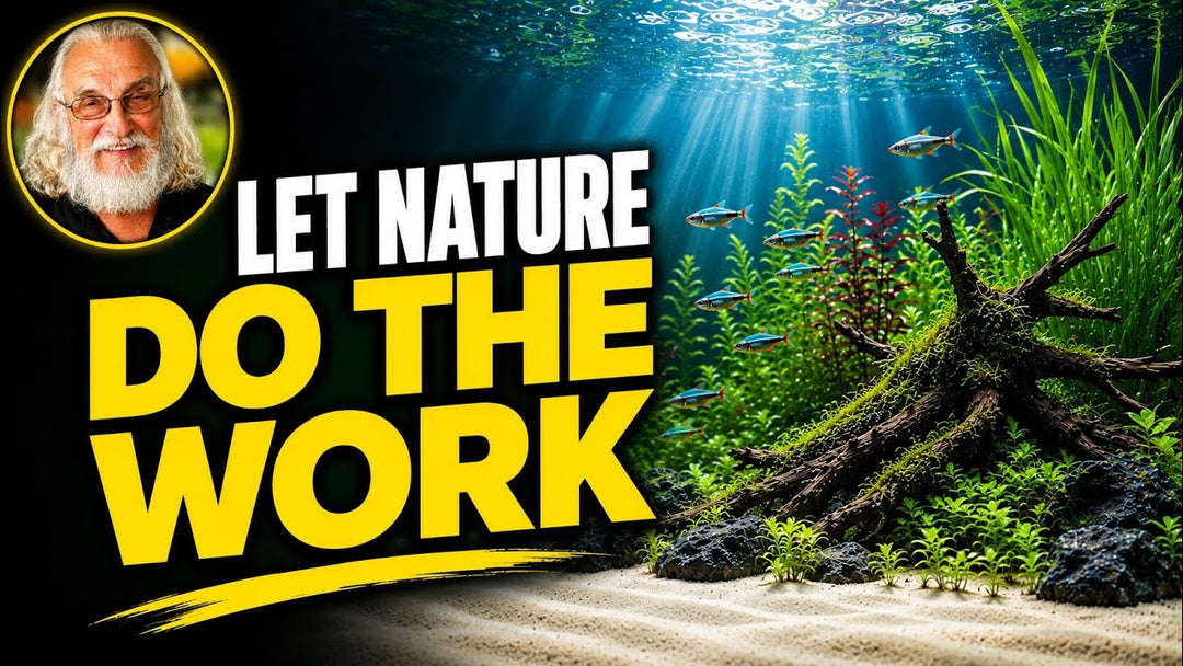You Can Create A Successful Aquarium (Father Fish video)