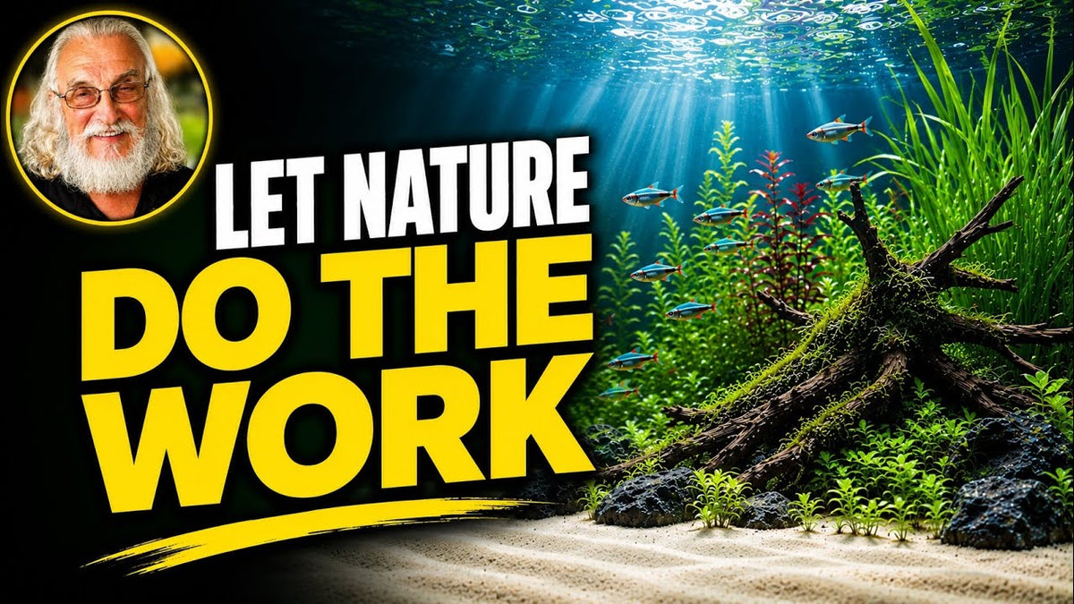 You Can Create A Successful Aquarium (Father Fish video)