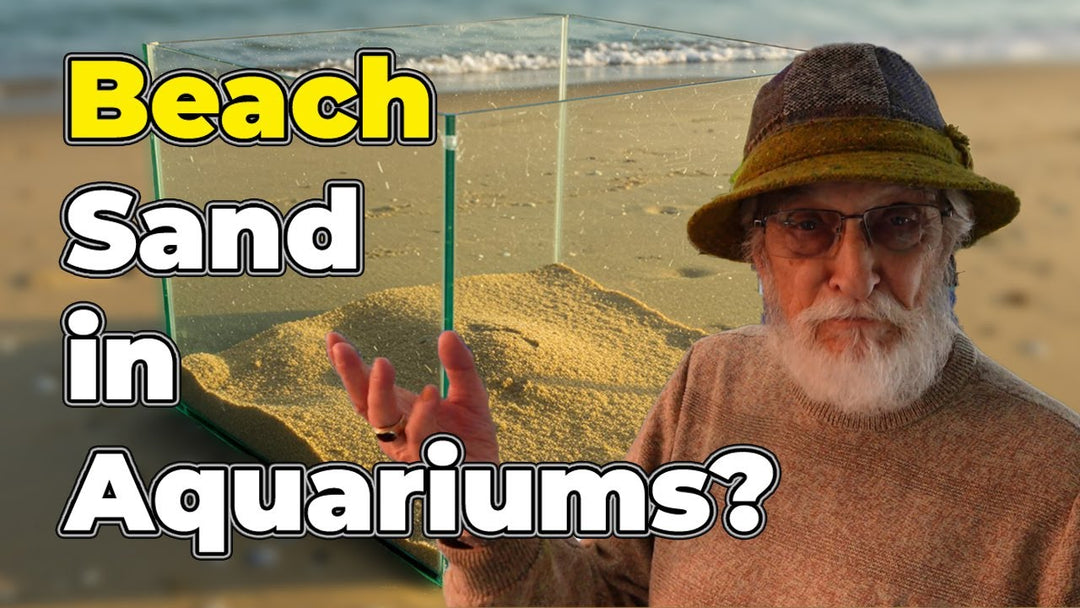 Can You Use Beach Sand in Your Aquarium? (Father Fish video)