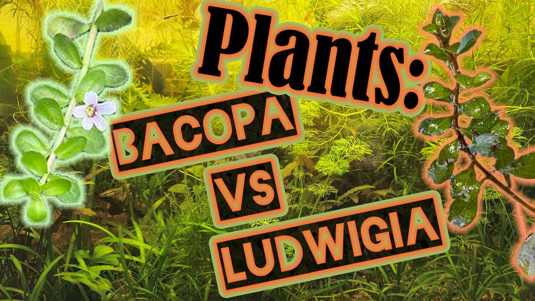 Bacopa & Ludwigia - The Ultimate Aquarium Plants for a Beautiful Aquascape (Father Fish video)