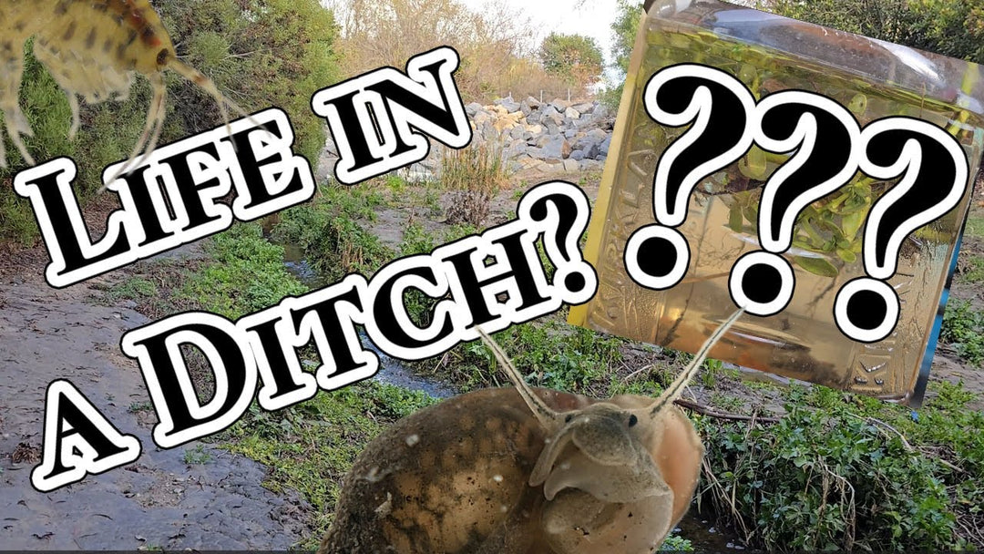 Tiny Ecosystem in a Drainage Ditch: A Natural Food Web (Father Fish video)