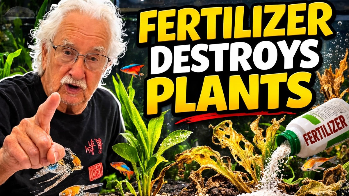 Fertilizer Destroys Aquarium Plant Growth (Father Fish video)