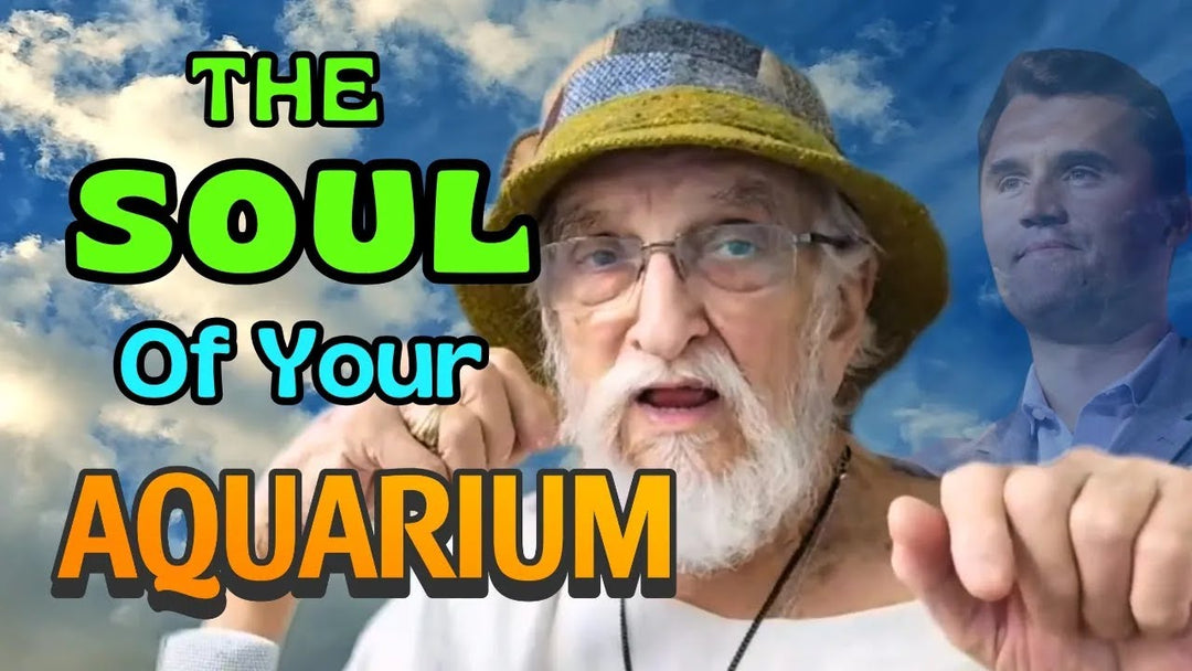 What is the Soul of Your Aquarium? (Father Fish video)
