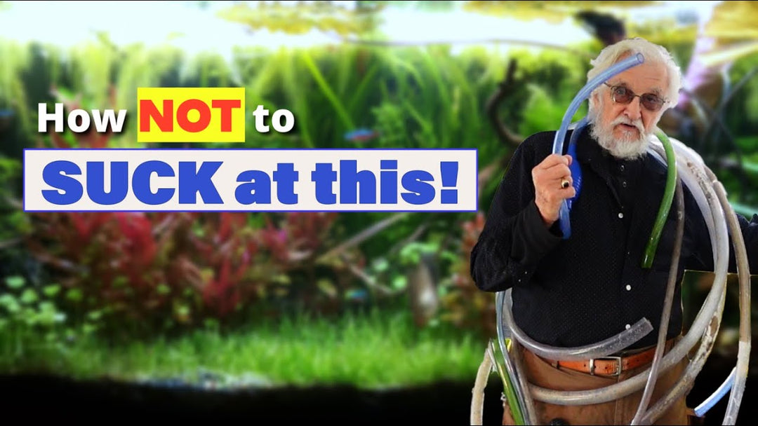 Fish Room Tips and Tricks - Learn to Siphon (Father Fish video)