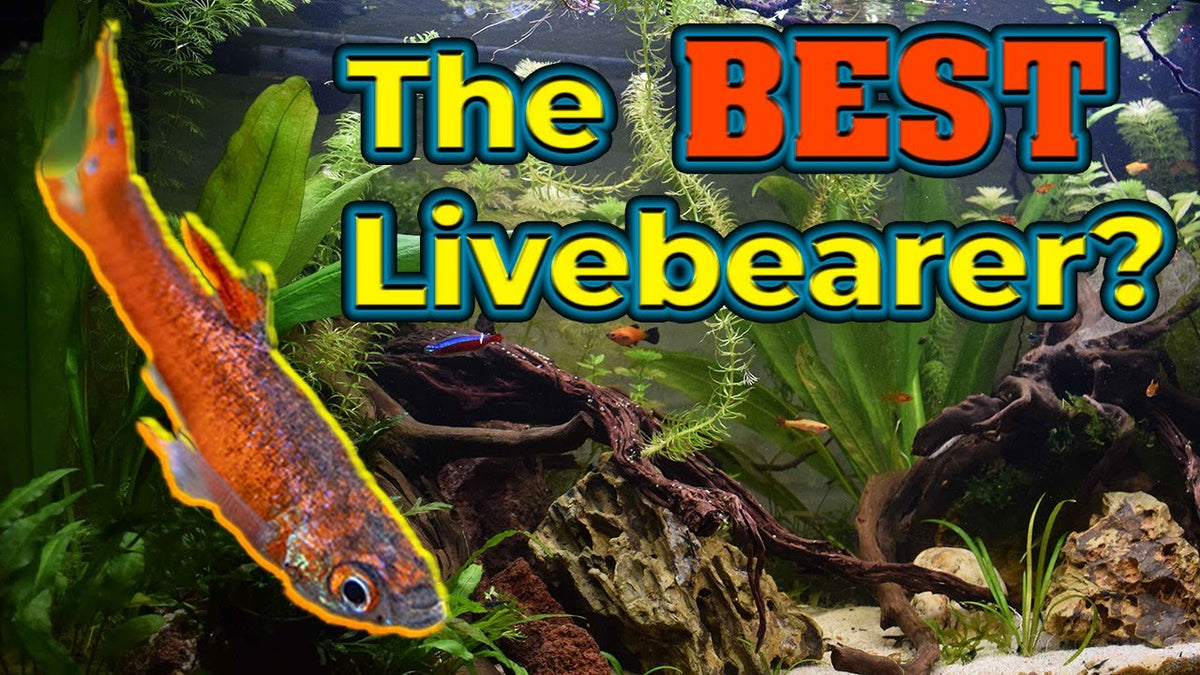Why Endler's Livebearers Are the BEST Fish for Beginners (Father Fish video)