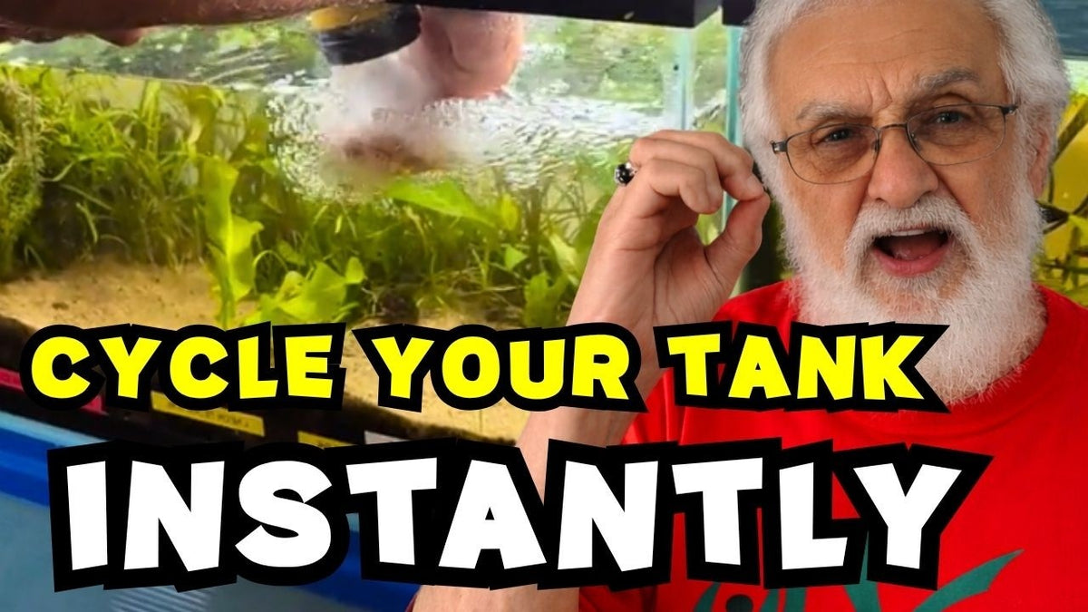 Cycling Begins the Minute You Add Water (Father Fish video)