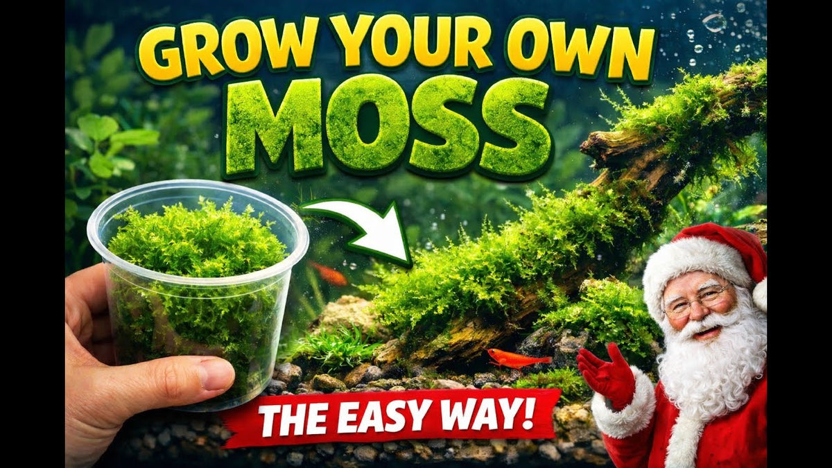 Grow Your Own Moss, the easy way! (Father Fish video)