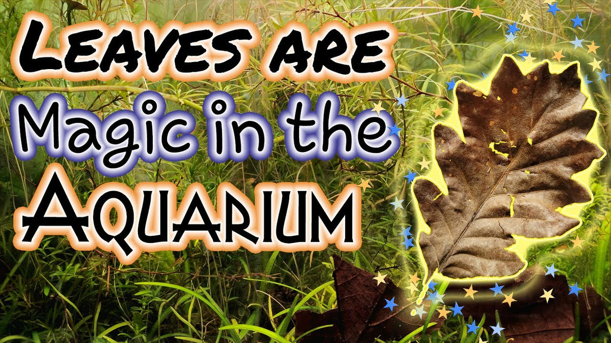 Why You Need Leaf Litter in Your Aquarium (Father Fish video)