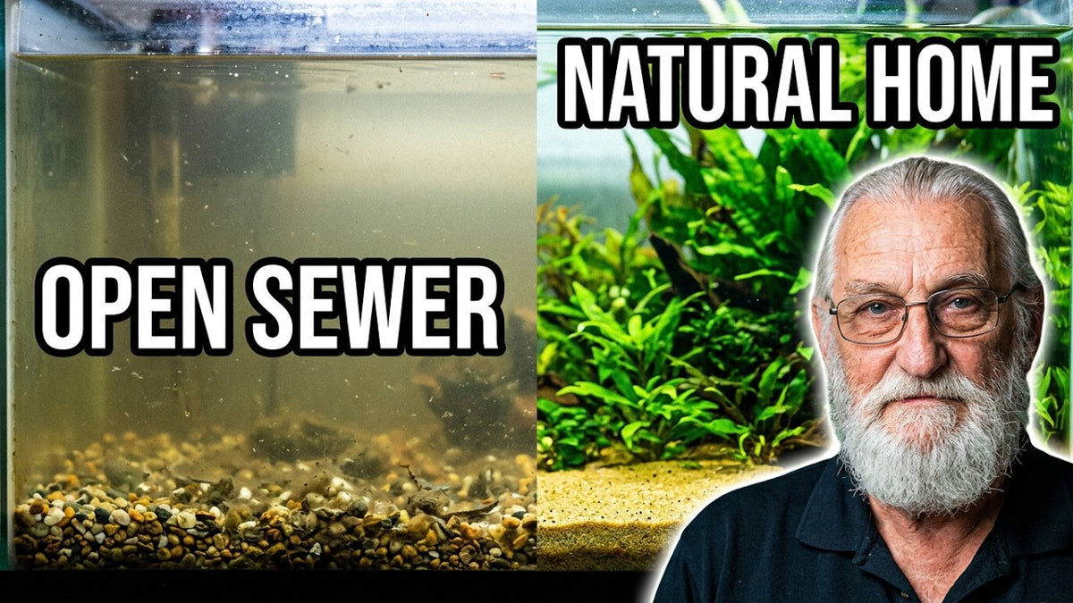 Why Your Gravel Tank Is an Open Sewer - the Sand Cap Method (Father Fish video)
