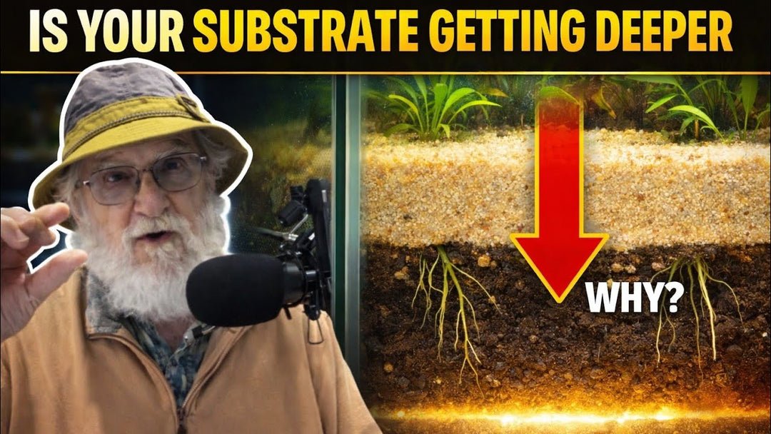 Is Your Substrate Getting Deeper? (Father Fish video)