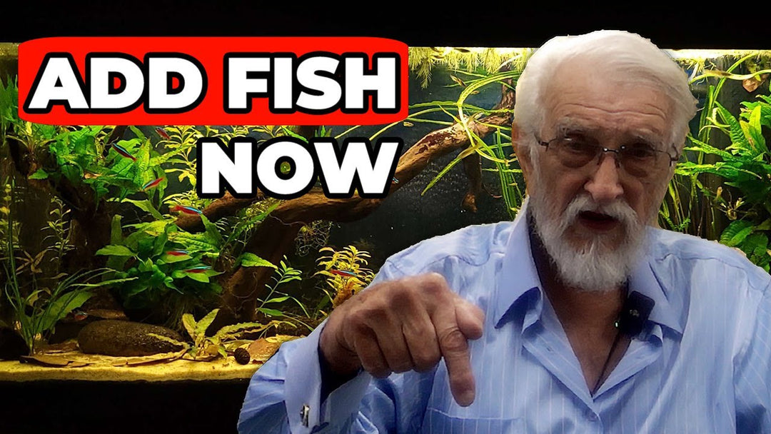 Planted Tank Setup - Why I'd Add Fish Right Away (Father Fish video)