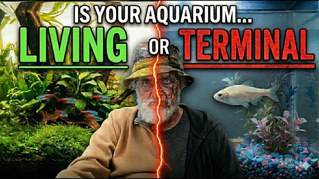 Is Your Aquarium Terminal or Living? (Father Fish video)