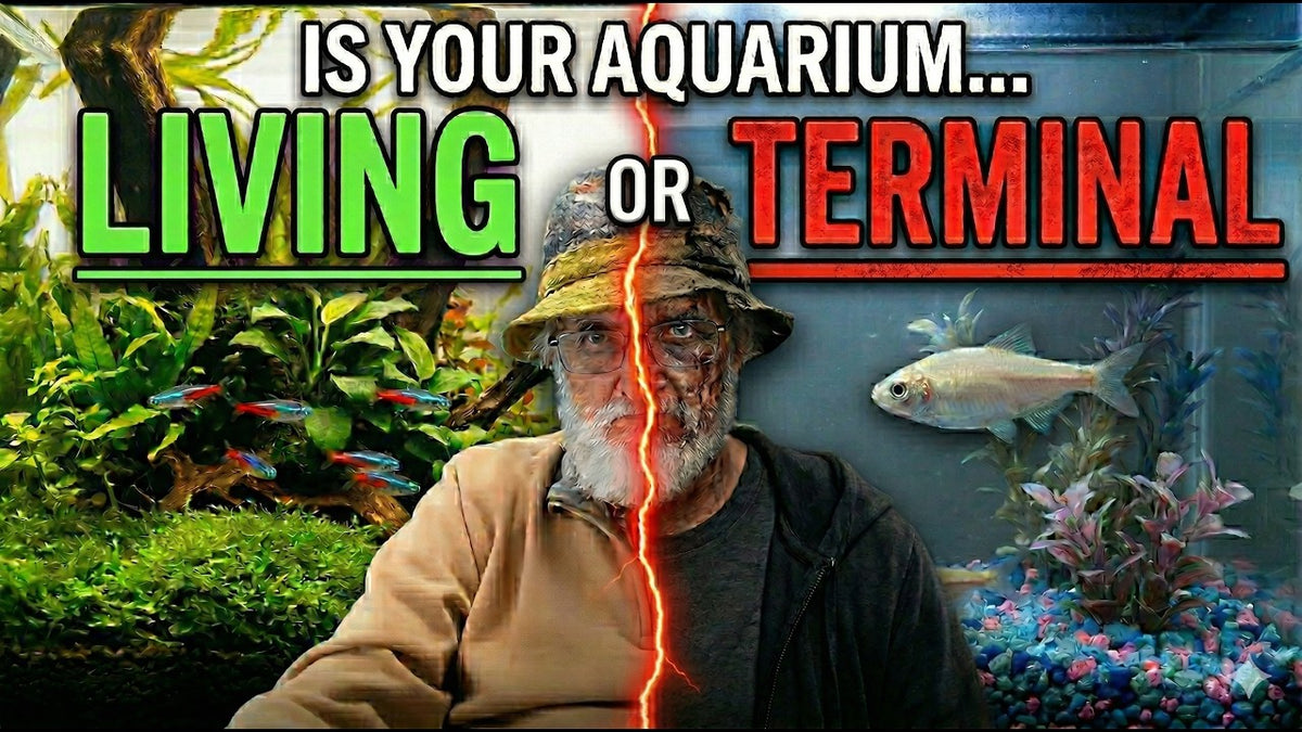 Is Your Aquarium Terminal or Living? (Father Fish video)