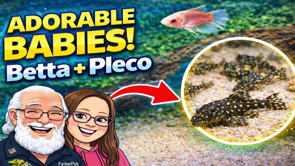 Look What My Aquarium Did Overnight (Father Fish video)