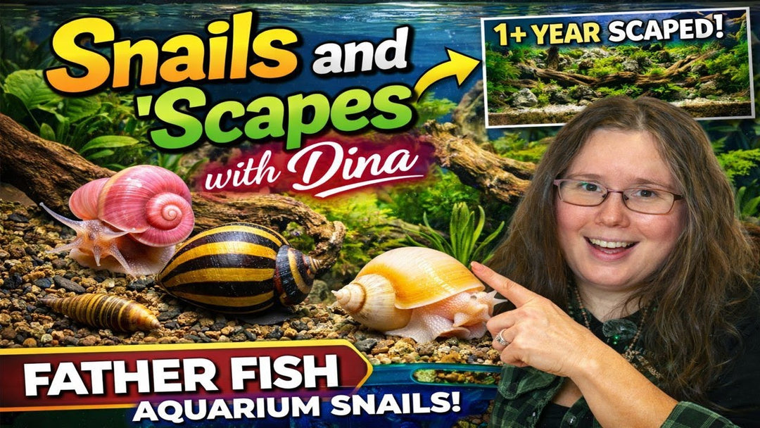 Snails and 'Scapes with Dina (Father Fish video)