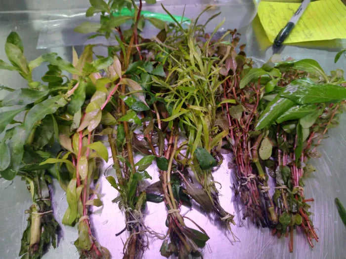 Aquarium Stem Plants growing densely in the background