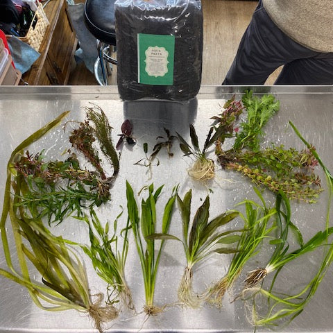 Aquarium Plant Packages grouped for a new planted tank