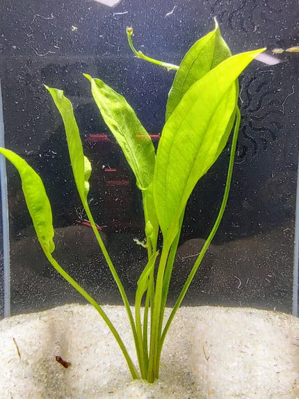 Amazon Sword Plants rooted in a deep aquarium substrate