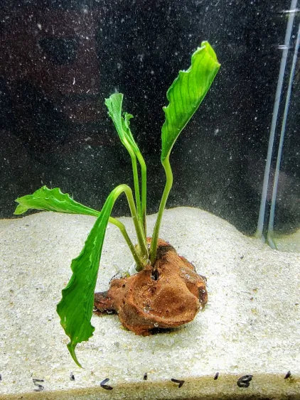🪵 Hardscape Collection – Natural Driftwood & Showpieces for Aquascaping